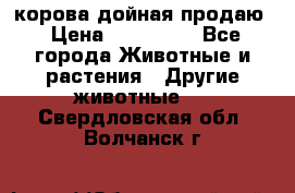 корова дойная продаю › Цена ­ 100 000 - Все города Животные и растения » Другие животные   . Свердловская обл.,Волчанск г.